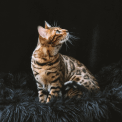 chat bengal