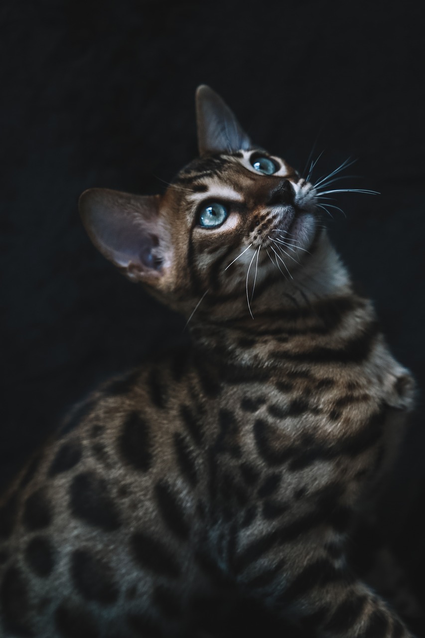 chat bengal