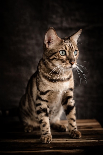 adoption chat bengal