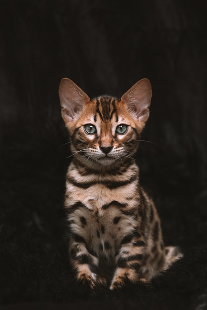 chat bengal