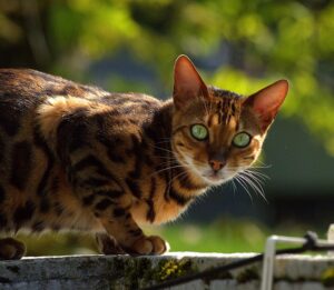 chat bengal