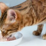 Alimentation du chat bengal : la pâtée