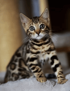 Chaton Bengal