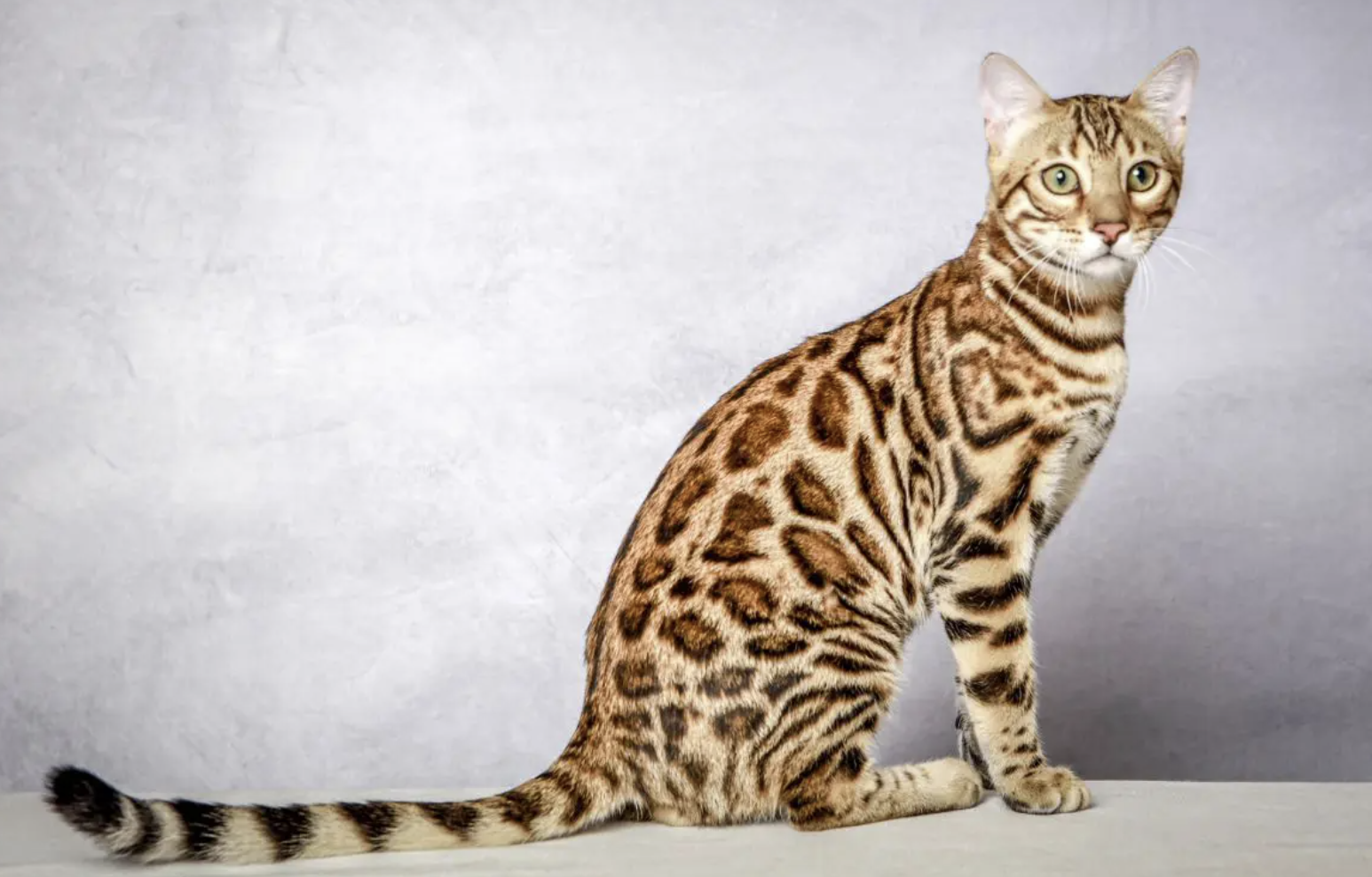 Alimentation du chat bengal