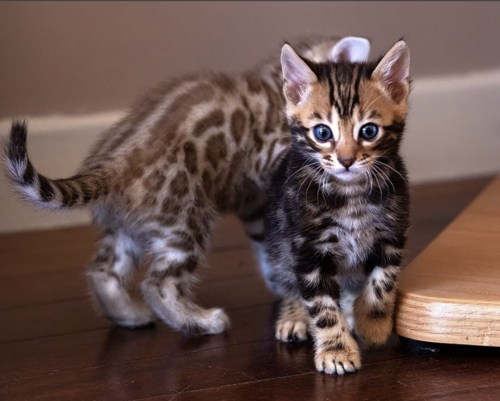 Le chat du Bengal est-il dangereux
