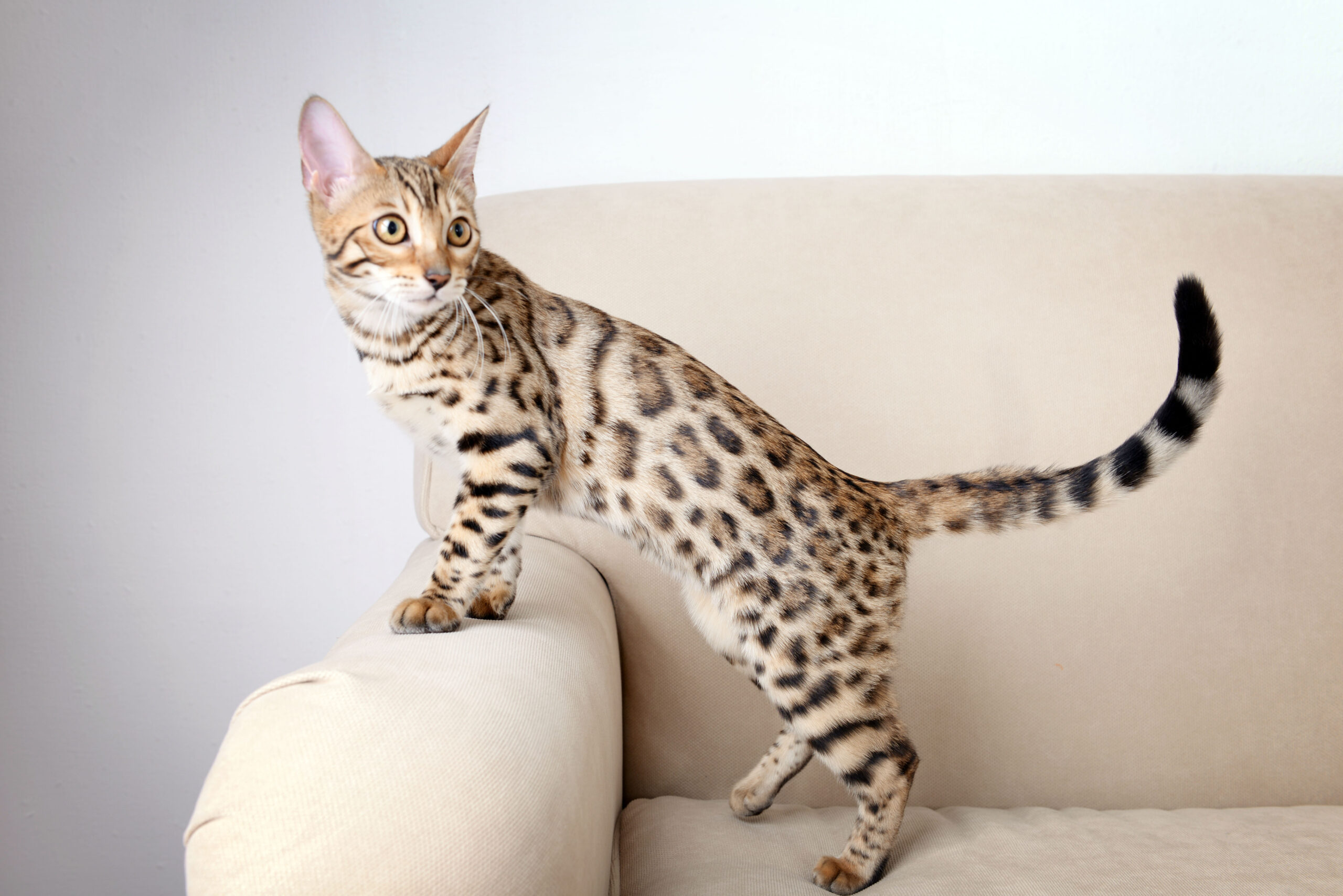 Chat Bengal origine