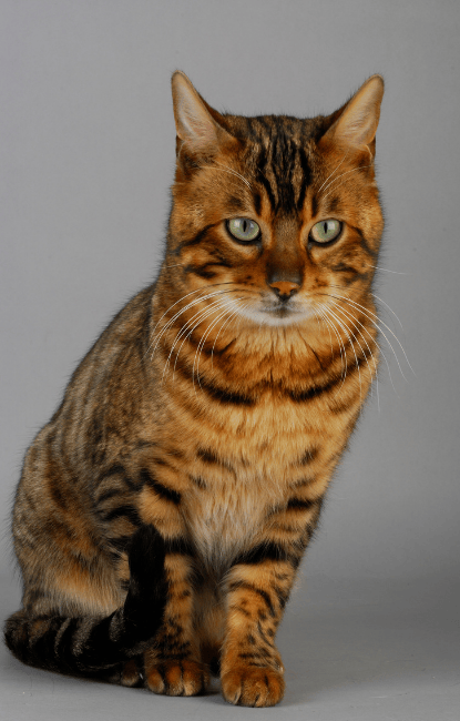 bien choisir son chat bengal