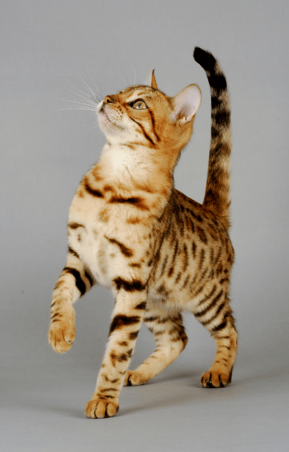 choisir son chat bengal