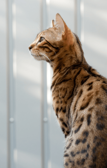 choisir son chat du bengal