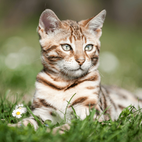 choisir son chat bengal