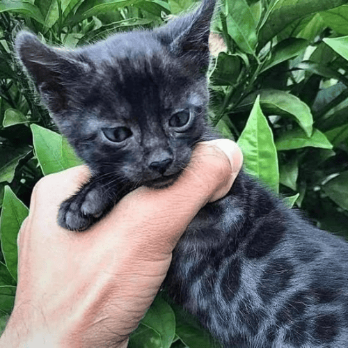 choisir son chat bengal