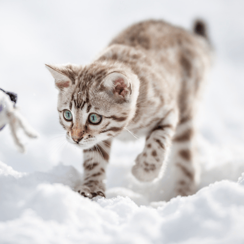 choisir son chaton bengal