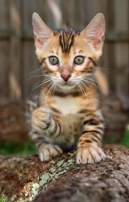 bien choisir son chat chaton bengal