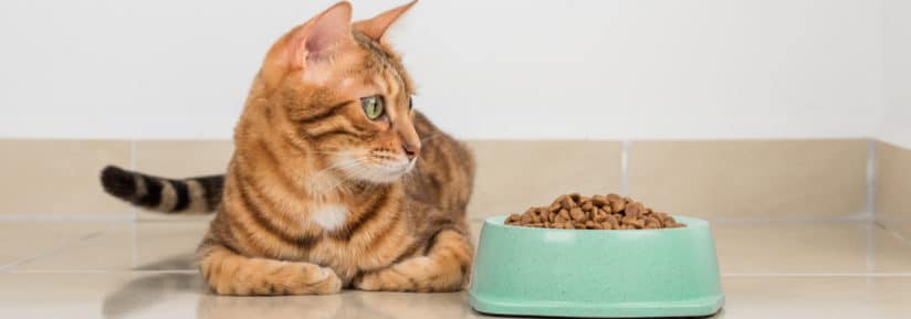 Alimentation du chat bengal : les croquettes