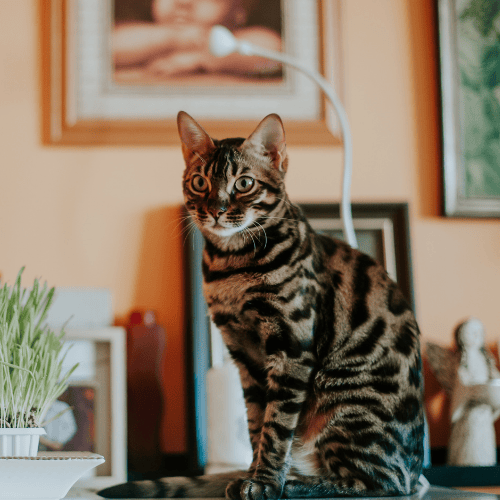 choisir son chat bengal mâle