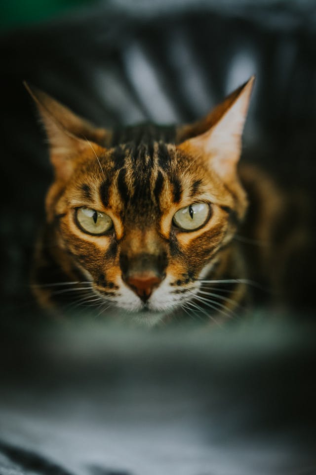 éducation chat bengal