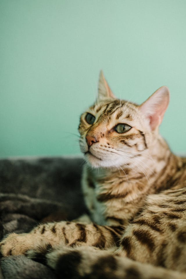 conseil éducation chat du bengal