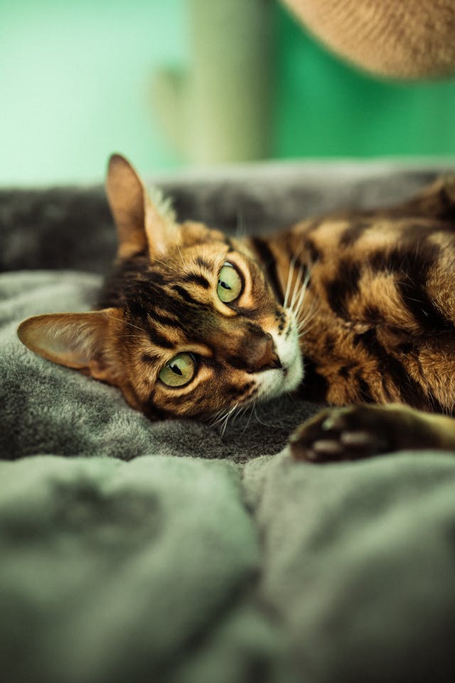 choisir son chat bengal