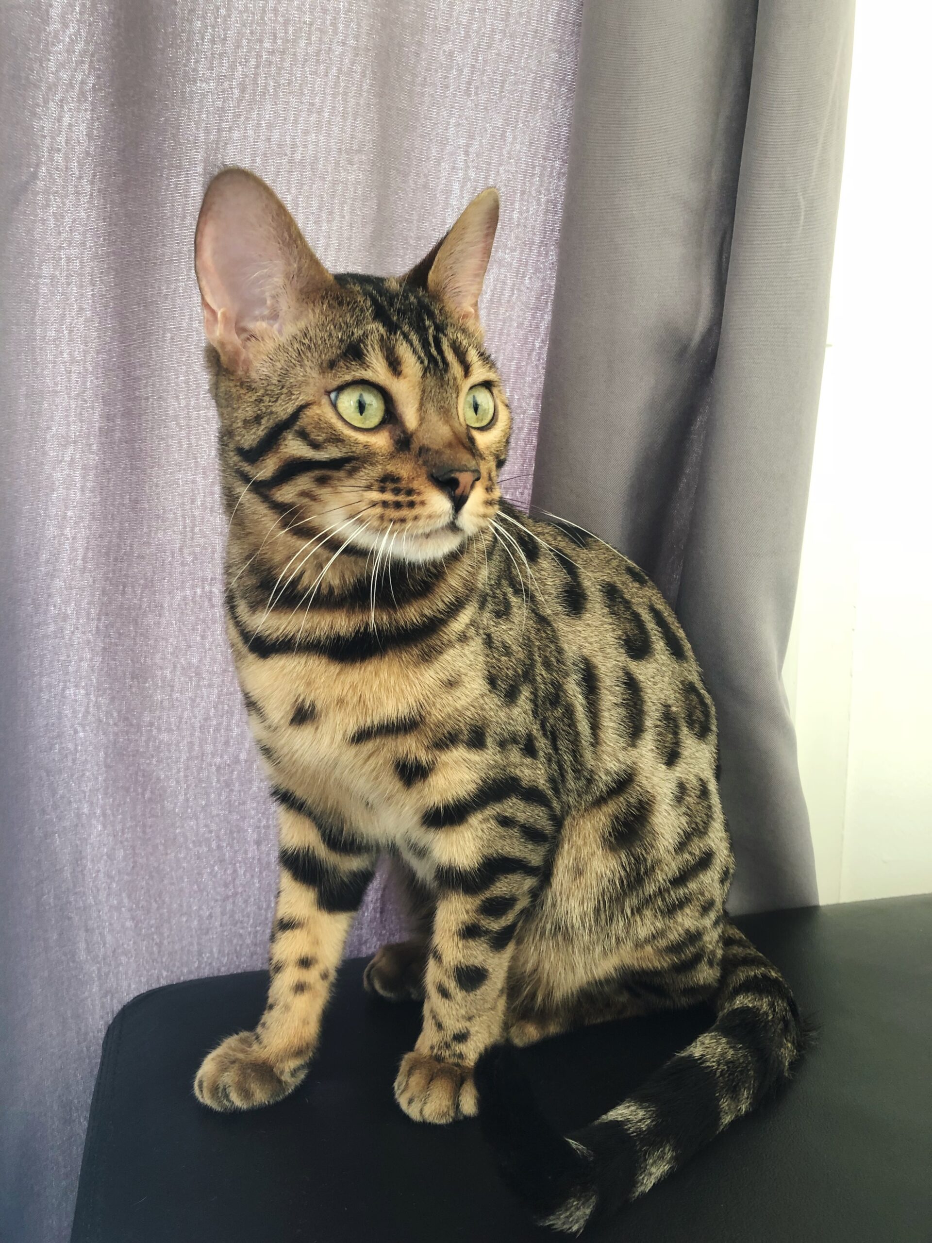 les origines du chat Bengal