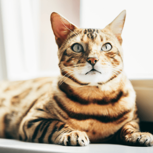 choisir son chat bengal stérilisation