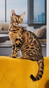 le physique incroyable du chat du bengal