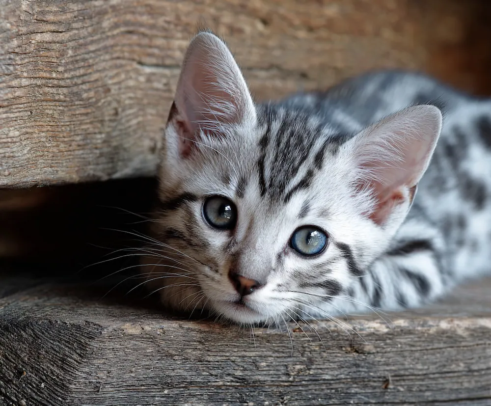 assurer son chaton bengal